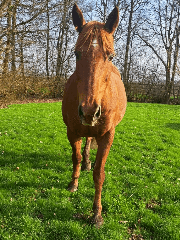horse green (1)
